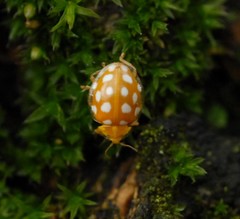 Halyzia sedecimguttata