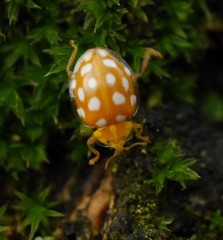 Halyzia sedecimguttata