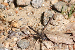 Williamsonia lintneri