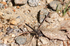 Williamsonia lintneri