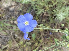 Linum squamulosum