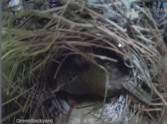 Troglodytes aedon aedon