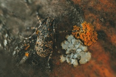 Mesosa myops
