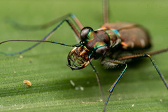 Cylindera psilica