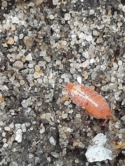 Androniscus dentiger