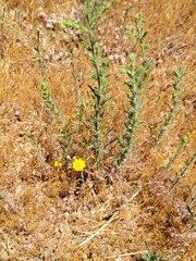 Deinandra paniculata
