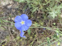Linum squamulosum