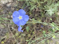 Linum squamulosum