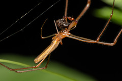 Tetragnatha mandibulata