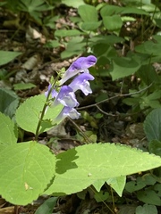 Scutellaria serrata