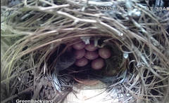 Troglodytes aedon aedon