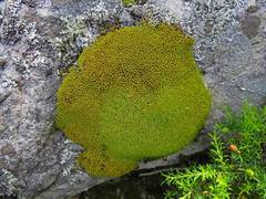 Hypodontium pomiforme