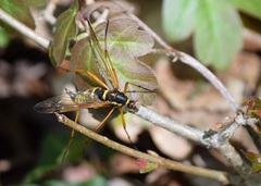 Ctenophora flaveolata