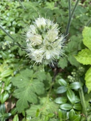 Hydrophyllum macrophyllum