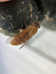 Goniops chrysocoma