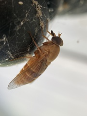Goniops chrysocoma