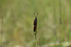 Zygaena punctum