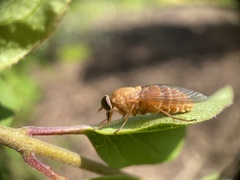 Goniops chrysocoma