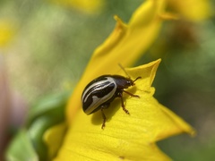 Calligrapha bidenticola