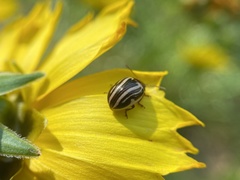 Calligrapha bidenticola