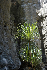 Dracaena xiphophylla image