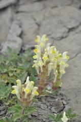 Scutellaria orientalis orientalis