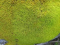 Hypodontium pomiforme