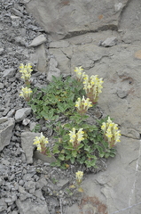 Scutellaria orientalis orientalis