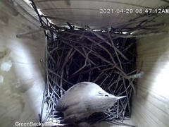 Troglodytes aedon aedon