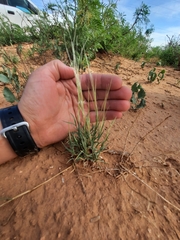 Scleropogon brevifolius