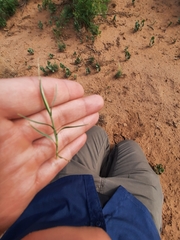 Scleropogon brevifolius