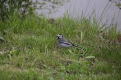 Motacilla alba