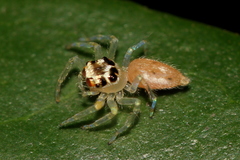 Chrysillini