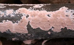 Corticium roseum image
