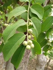 Olax scandens