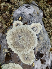Arctoparmelia centrifuga