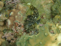 Epinephelus quoyanus