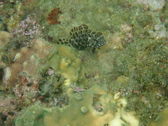 Epinephelus quoyanus