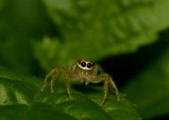 Telamonia dimidiata