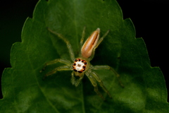 Telamonia dimidiata
