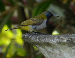 Anabathmis reichenbachii