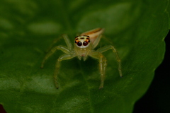 Telamonia dimidiata