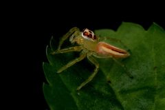Telamonia dimidiata