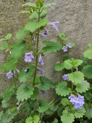 Glechoma hederacea