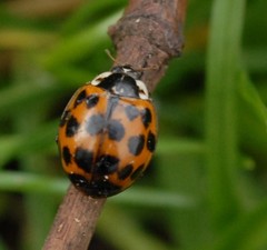 Harmonia axyridis