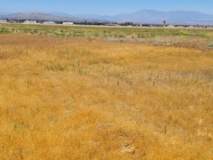 Deinandra paniculata