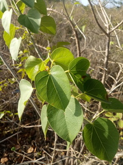Jatropha gaumeri
