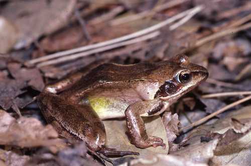 Rana dalmatina