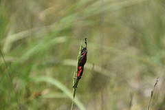 Zygaena punctum