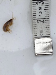 Gammarus pulex